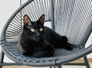 Möt Binx – En vänlig katt som söker ett kärleksfullt hem 