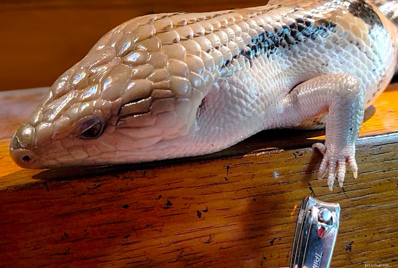 Guia profissional:quando e como cortar as unhas do seu lagarto 