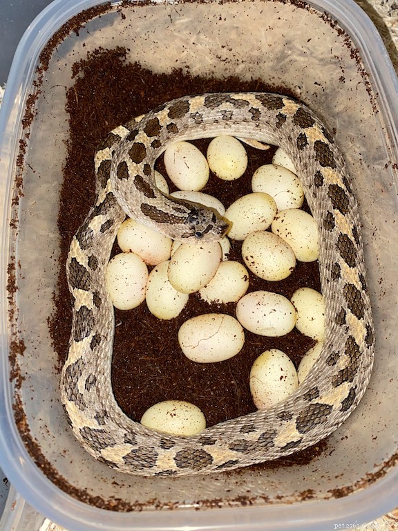 Melhorando a saúde e o sucesso reprodutivo das cobras Hognose com Reptilinks 