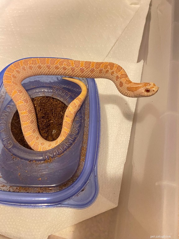 Melhorando a saúde e o sucesso reprodutivo das cobras Hognose com Reptilinks 