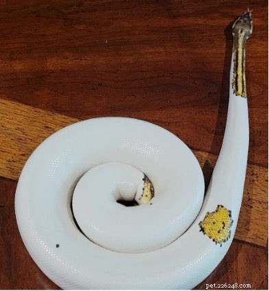 Escolhendo o tamanho correto de alimento para répteis:um guia prático 