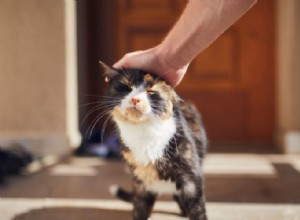 10 tydliga tecken på att din katt litar på dig som en beskyddare 