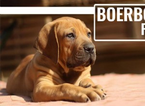 Perguntas frequentes sobre Boerboel:todas as suas perguntas sobre o poderoso cão de guarda sul-africano respondidas 