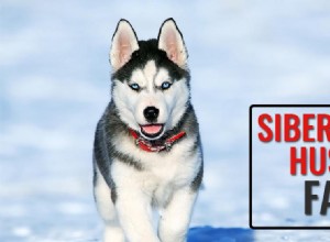 Perguntas frequentes sobre Husky Siberiano:tudo o que você precisa saber 