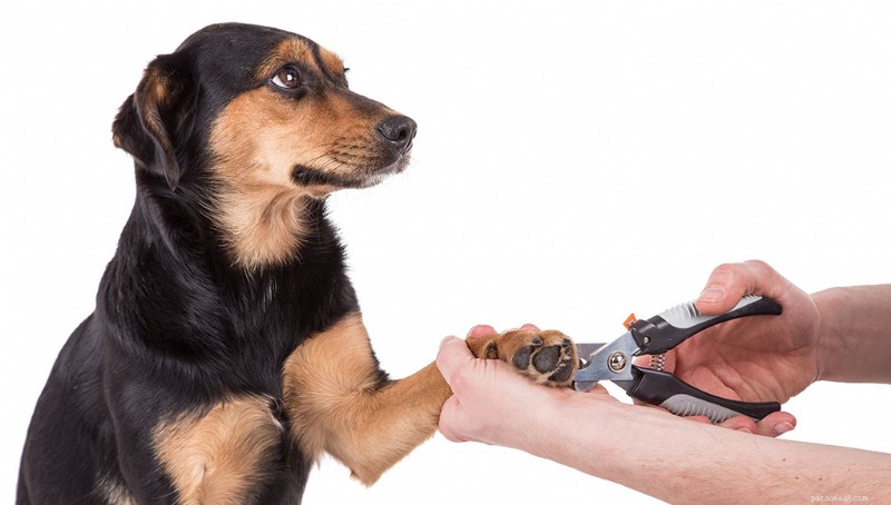 Domande frequenti sui proprietari di cani 2025:risposte degli esperti a 20 domande comuni 