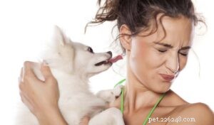 Domande frequenti sui proprietari di cani 2025:risposte degli esperti a 20 domande comuni 