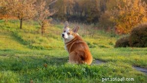 Domande frequenti sui proprietari di cani 2025:risposte degli esperti a 20 domande comuni 