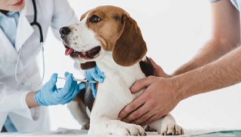 Domande frequenti sui proprietari di cani 2025:risposte degli esperti a 20 domande comuni 