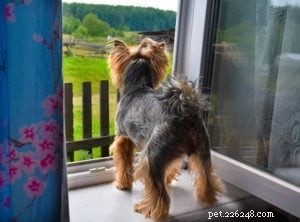 Domande frequenti sui proprietari di cani 2025:risposte degli esperti a 20 domande comuni 