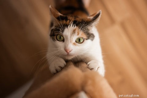 고양이 벽 긁기 이해 및 관리:원인, 예방 및 관리