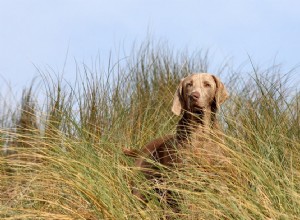 Vizsla 대 Weimaraner:귀하의 라이프스타일에 적합한 사냥개는 무엇입니까? 