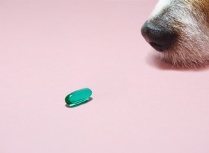 개를 위한 Rimadyl(Carprofen):사용법, 복용량 및 부작용에 대한 전문가 가이드 