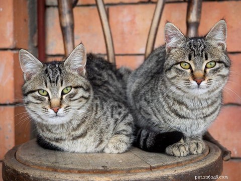 Moet je een mannelijke of vrouwelijke kat adopteren? Mythen ontkrachten en de juiste metgezel vinden 