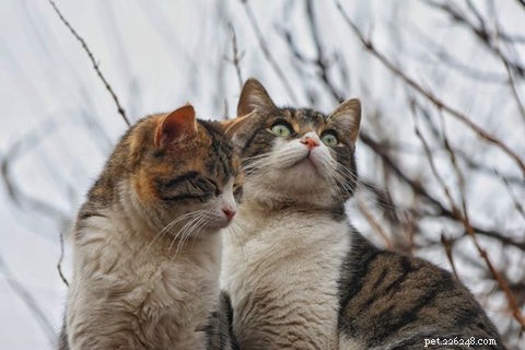 Moet je een mannelijke of vrouwelijke kat adopteren? Mythen ontkrachten en de juiste metgezel vinden 