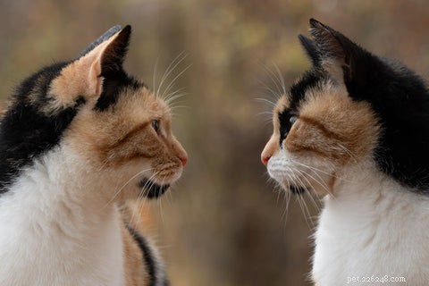 Moet je een mannelijke of vrouwelijke kat adopteren? Mythen ontkrachten en de juiste metgezel vinden 