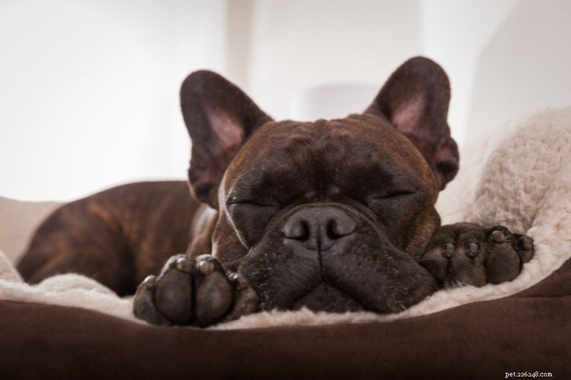 犬がよく眠る理由:マンダラのような休息の背後にある科学 