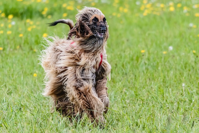 すべての犬が挑戦できるエキサイティングなエクストリーム スポーツ 8 選 