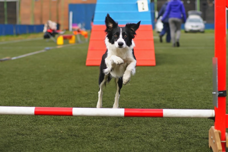 すべての犬が挑戦できるエキサイティングなエクストリーム スポーツ 8 選 