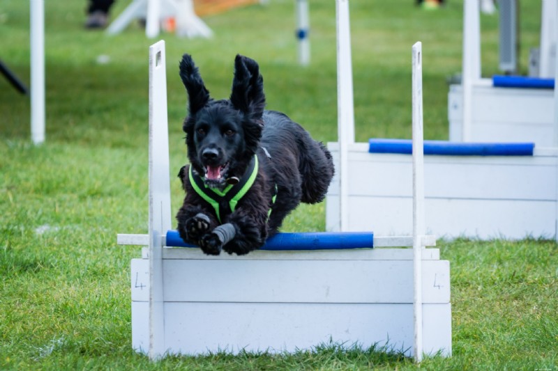 すべての犬が挑戦できるエキサイティングなエクストリーム スポーツ 8 選 
