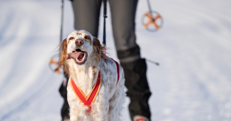 すべての犬が挑戦できるエキサイティングなエクストリーム スポーツ 8 選 