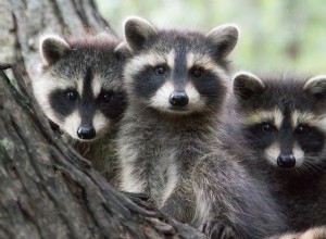 Mother Raccoon and Her Cubs Discover a Charming Tree Hollow in Central Park