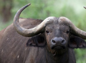 Adorable Cape Buffalo Calf Shows Off Prominent Bottom Teeth at Denver Zoo