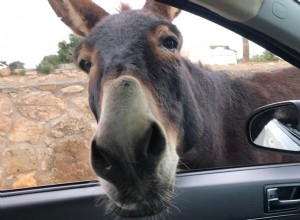 Escaped Donkey Causes Commotion on Morrilton, Arkansas Street