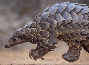 Brookfield Zoo Welcomes Newborn Pangolin, Advancing Conservation Efforts