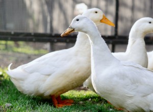 ‘Where Are They Taking Me?’: How Two Ducks Guided Their Owner to a Simple Backyard Solution