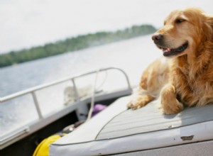 Golden Retriever Mix Meets Humpback Whales During Whale‑Watching Tour – A Curious Encounter