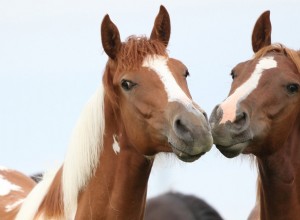 Rescued Mother‑Daughter Horses Cloud Dancer and Munchkin Thrive After Sanctuary Care