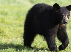 Colorado Handyman Encounters Black Bear Eating Lunch Inside His Truck