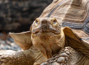 Jonathan the Tortoise: 194-Year-Old Record-Breaker and Guinness World Record Holder
