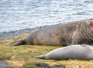 Neil the Elephant Seal: Social Media Star Causing Chaos on Suburban Streets