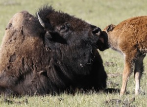 Bison Mother Nuzzles Her Two-Day-Old Calf in Heartwarming Video