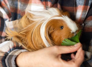 Guinea Pig Goes Crazy for Celery in Hilarious TikTok