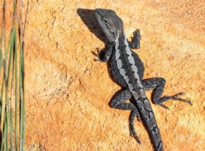 How to Choose the Best Heat Lamp for Your Reptile: A Beginner’s Guide