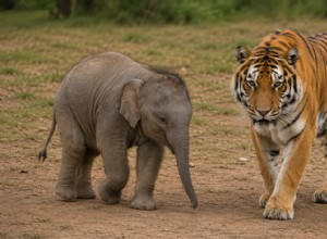 Are Baby Elephants Larger Than Adult Tigers?