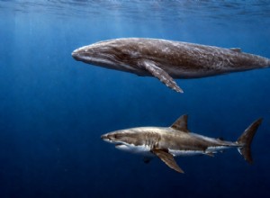 Newborn Blue Whales Outsize Adult Great White Sharks