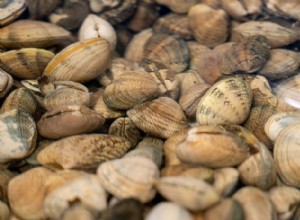 Manila Clams Now Established on U.S. Northeast Coast
