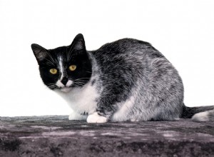 Scientists Identify Genetic Mutation Behind Finland’s “Salty Licorice” Cat Coat Pattern