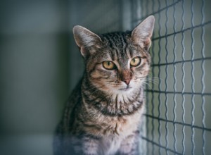 Why Spaying and Neutering Matters & How to Find Low‑Cost Services