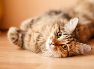 Preventing and Naturally Relieving Cat UTIs: Tips, Signs, and 8 Home Remedies