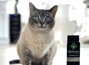How to Recognize Arthritis in Your Cat and What to Do About It