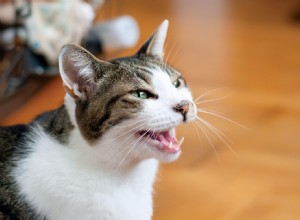Cats Meow More at Male Caregivers: What Science Reveals