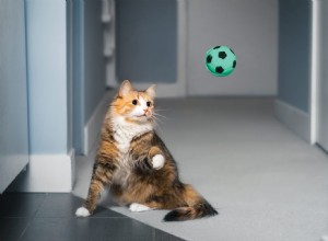 New Study Finds Over 40% of Cats Enjoy Playing Fetch