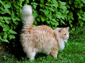 Do Female Cats Spray? Understanding Cat Spraying and How to Stop It