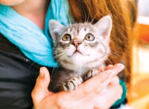 Do Cats Respond to Baby Talk? What Science Reveals About Your Voice