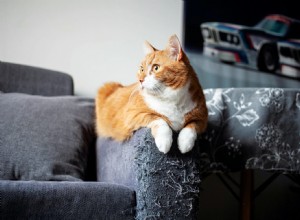 Why Cats Scratch Furniture and Simple Ways to Stop It