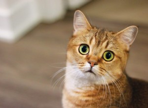 What Your Cat Is Trying to Say: 20 Commonly Misunderstood Behaviors